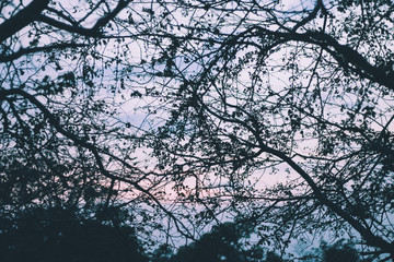 Landscape nature trees, Travel thailand