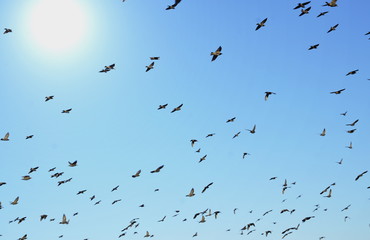 Autumn. Rook birds gather in flocks to fly south.