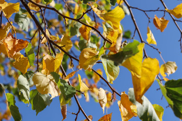 Beautiful yellow and green autumn leaves against the blue sky on a sunny day. Shallow depth of field.