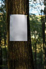 Announcement,ads on the tree. Copy space for text.