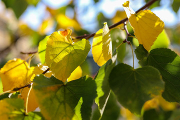 Obraz premium Beautiful yellow and green autumn leaves against the blue sky on a sunny day. Shallow depth of field.
