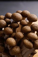 fresh brown shimeji mushroom, beech mushroom or edible mushroom on dark background
