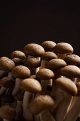 fresh brown shimeji mushroom, beech mushroom or edible mushroom on dark background