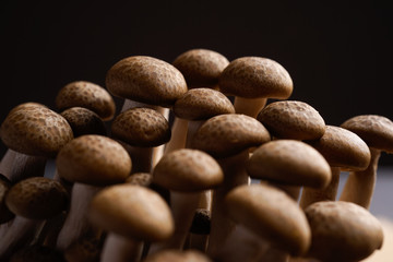 fresh brown shimeji mushroom, beech mushroom or edible mushroom on dark background