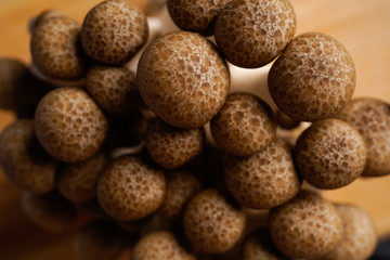 fresh brown shimeji mushroom, beech mushroom or edible mushroom on dark background
