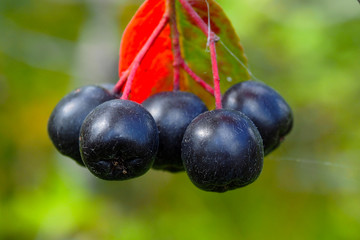 Bunches of black chokeberry. Aronia melanocarpa is a food, decorative and medicinal berry.