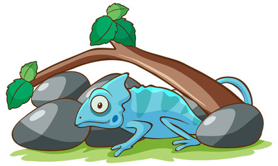Blue chameleon under the branch