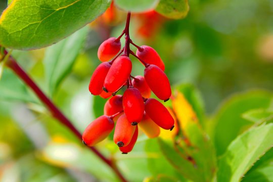 Berry bunch of barberry on a branch. Berberis - Goji berries are nutritional and medicinal fruit of the tree.