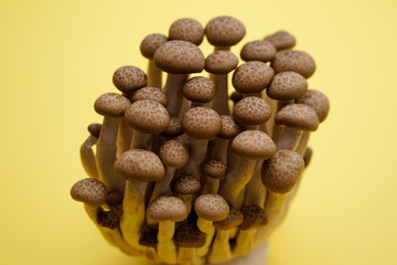 fresh brown shimeji mushroom, beech mushroom or edible mushroom on Yellow background