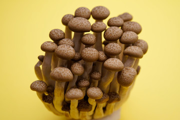 fresh brown shimeji mushroom, beech mushroom or edible mushroom on Yellow background