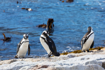 Naklejka premium African Penguins, Spheniscus demersus, at Stony Point Nature Reserve, Bettys Bay, Overberg, South Africa sunning on rocks at edge of sea