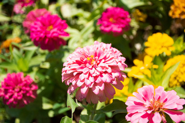 Multi-colored flowers in your garden