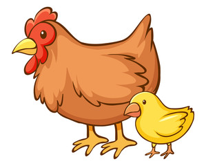 Hen and little chick on white background