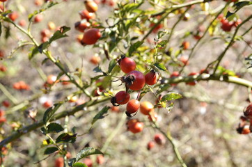 Autumn. Rosehip matures, the fruits contain a lot of vitalin C.