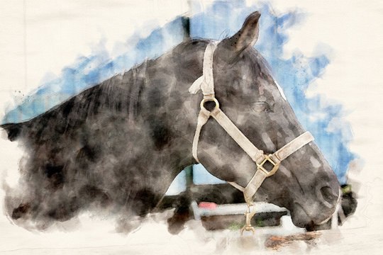 portrait of beautiful black horse outdoors