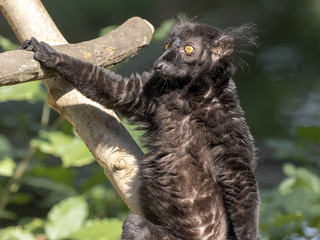 Black lemur, Eulemur m. Macaco, basking in the sun