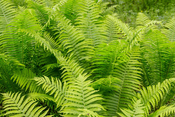 Naklejka na ściany i meble Green fern in a forest