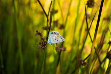 Blue butterfly