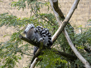 Group of Ring-tailed Lemur, Lemur catta, resting on a tree