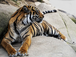 Sumatran Tiger, Panthera tigris sumatrae, lies and observes the surroundings