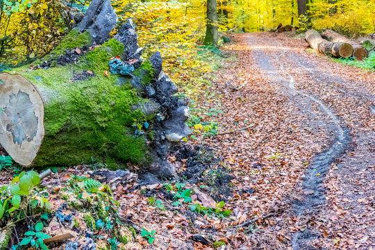 Schleifspuren auf Waldweg