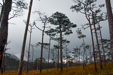 Landscape nature trees, Travel thailand