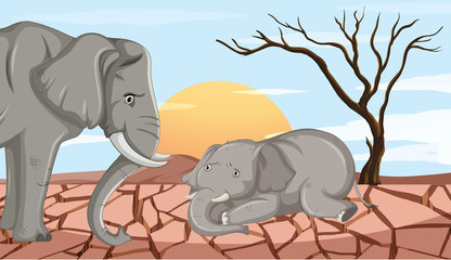 Two elephants dying in the drought land