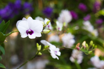 Obraz na płótnie Canvas Beautiful orchid flowers background in the garden