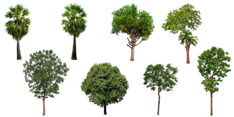 The collection set of trees Isolated on a white background, large images are suitable for all types of art work and print.