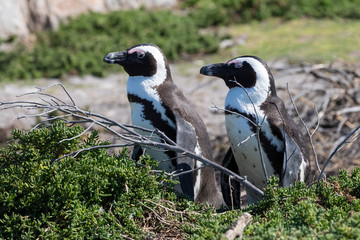 African Penguin breeding pair, Spheniscus demersus, at Stony Point Nature Reserve, Bettys Bay, Overberg, South Africa listed as Vulnerable due to population decline 