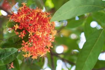 Colorful orange and yellow blooms of Saraca asoca, Saraca indica Linn, on tree.