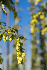 Hop field in Zatecz region, Czech Republic