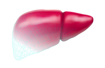 human liver. 3d vector. health and medicine.