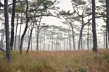 Landscape nature trees, Travel thailand
