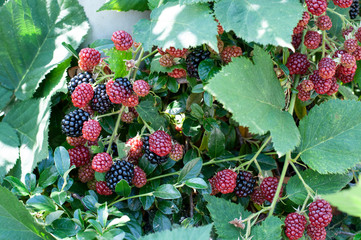 red ripening and black edible fruits of rubus plicatus - obrazy, fototapety, plakaty