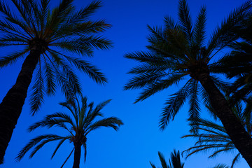 Fototapeta na wymiar Blue sky background with the silhouette of some tropical palm trees at sunset seen from below.
