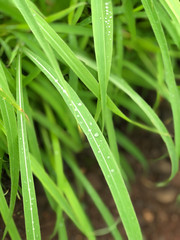 dew on grass