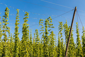 Hop field in Zatecz region, Czech Republic