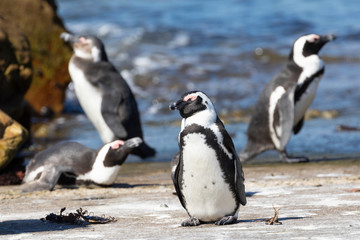 African Penguins, Spheniscus demersus, at Stony Point Nature Reserve, Bettys Bay, Overberg, South Africa listed as Vulnerable due to declining population 