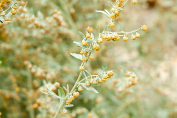 close-up of flowering twig of a grand wormwood