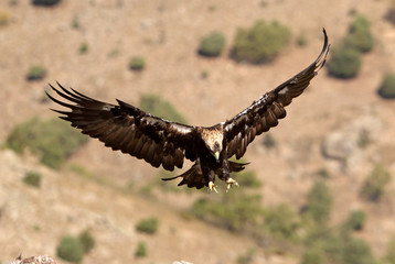 Spanish Imperial Eagle, birds, Aquila adalberti