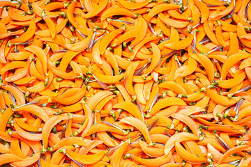 Detail of single color natural flower background, Colorful concept