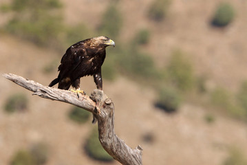 Adult male of Spanish Imperial Eagle, Aquila adalberti