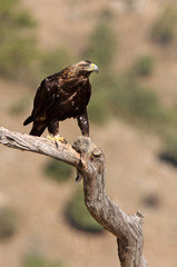 Adult male of Spanish Imperial Eagle, Aquila adalberti