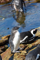 Fototapeta premium Juvenile African Penguin around six months old, Spheniscus demersus, at Stony Point Nature Reserve, Bettys Bay, Overberg, South Africa. Vulnerable bird species with declining population