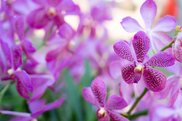 Beautiful orchid flowers background in the garden