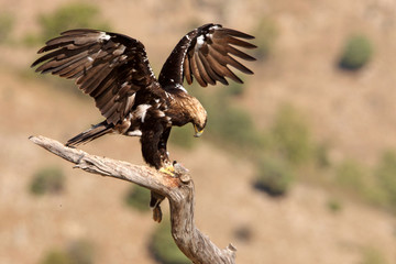 Adult male of Spanish Imperial Eagle, Aquila adalberti