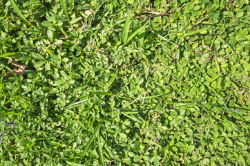 grassland texture background