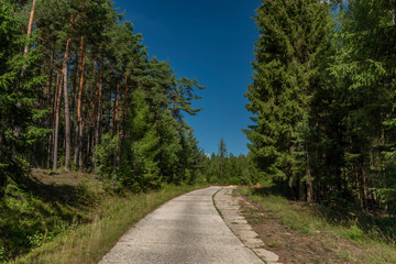 Fototapeta premium Concrete forest path in Slavkovsky Les national park in summer day