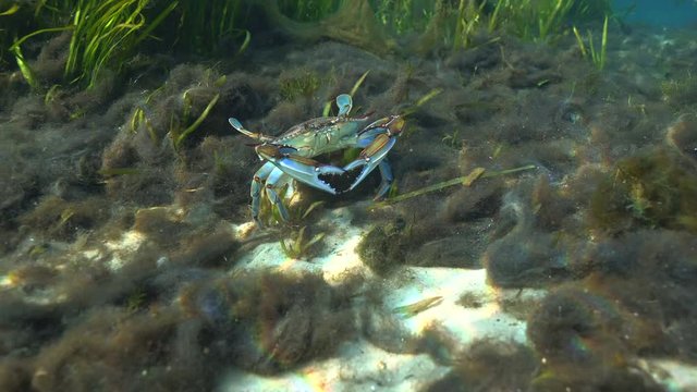 A beautiful wild Blue Crab (Callinectes sapidus) sits on the sandy bottom of a Florida spring among a large bed of algae. Blue Crab is an important commercial fishery along the U.S. east coast.